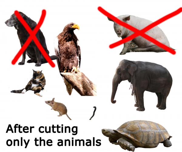 Creation of Flying'sCool: Step 3